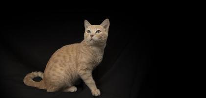 piccolo leggero giallo soriano gatto seduta su suo posteriore gambe visto nel profilo con suo testa di fronte giusto foto