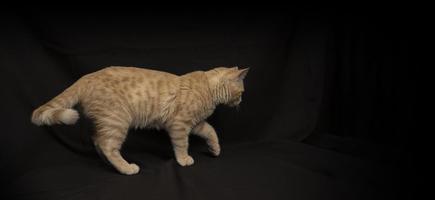 piccolo leggero giallo soriano gatto a piedi visto nel profilo foto