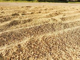 risaia o riso cereali su il sfondo giallo gelsomino riso per sfondo foto