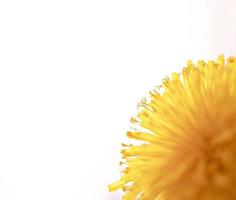 giallo dente di leone avvicinamento su bianca sfondo, pistilli e polline, floreale sfondo copia spazio, macro fotografia, selettivo messa a fuoco foto