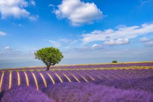 fioritura lavanda campo sotto il luminosa estate cielo. sbalorditivo paesaggio con lavanda campo a soleggiato giorno. bellissimo viola fragrante lavanda fiori. sorprendente natura paesaggio, pittoresco panoramico foto