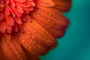 bellissimo natura macro fiore petalo con gocce, pastello colori, luce del sole. delicato sognante squisito artistico Immagine di il purezza e fragilità di natura. avvicinamento fioritura petali, astratto natura foto