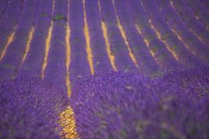 fioritura lavanda campo sotto il luminosa estate cielo. sbalorditivo paesaggio con lavanda campo a soleggiato giorno. bellissimo viola fragrante lavanda fiori. sorprendente natura paesaggio, pittoresco panoramico foto