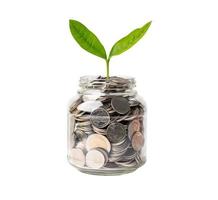 foglia di plumule dell'albero sulle monete di risparmio dei soldi, concetto di investimento bancario di risparmio di finanza aziendale. foto