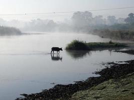 parco nazionale di Chitwan foto