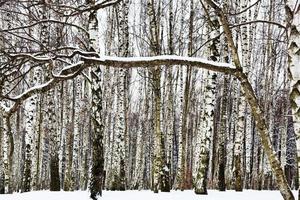 neve coperto ramo e betulla boschi foto