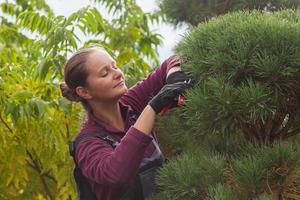 giardiniere donna taglia il pino usando le cesoie foto