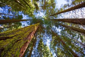 sequoie in california vista dal basso