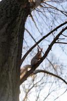 un' malizioso scoiattolo su un' albero foto