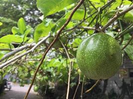 acerbo passione frutta quello ancora si blocca su il albero foto