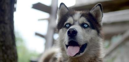 artico malamute con blu occhi museruola ritratto vicino su. Questo è un' abbastanza grande cane nativo genere foto