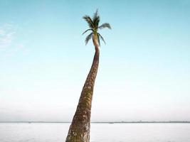 un' singolo Noce di cocco albero di un' largo fiume foto