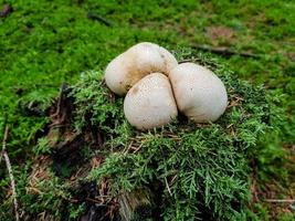 fresco selvaggio funghi su di il foresta foto