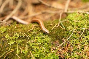 anguis fragilis nella riserva naturale fischbeker heide hamburg foto