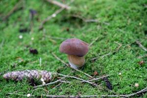 fresco selvaggio funghi su di il foresta foto