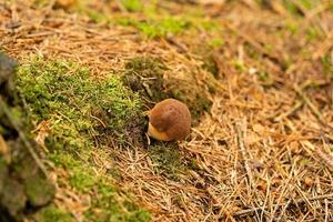 fresco selvaggio funghi su di il foresta foto