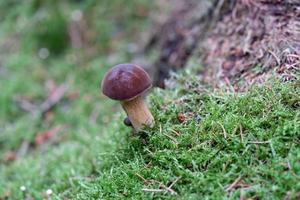 fresco selvaggio funghi su di il foresta foto