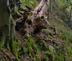 spaventoso vecchio albero nel il foresta foto