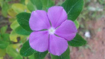 Madagascar pervinca fiore su un' pianta foto