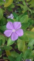 Madagascar pervinca fiore su un' pianta foto