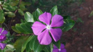 Madagascar pervinca fiore su un' pianta foto