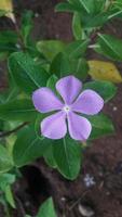 Madagascar pervinca fiore su un' pianta foto