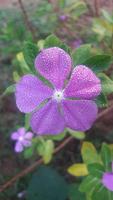 Madagascar pervinca fiore su un' pianta foto