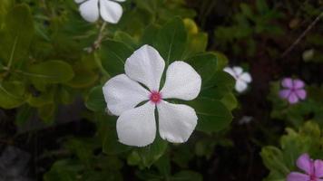 Madagascar pervinca fiore su un' pianta foto