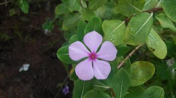 Madagascar pervinca fiore su un' pianta foto