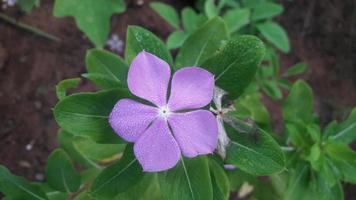 Madagascar pervinca fiore su un' pianta foto