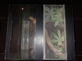 bicchiere terrario per conservazione un' velenoso ragno foto