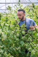 contadino che controlla piante di canapa sul campo, coltivazione di marijuana, pianta di cannabis in fiore come farmaco medicinale legale. foto