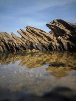 pozzanghera di acqua nel un' log su il spiaggia foto