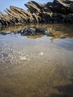 pozzanghera di acqua nel un' log su il spiaggia foto