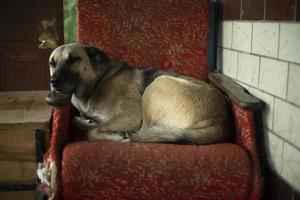 cane dorme nel sedia. vagante cane nel riparo. animale domestico riposa. foto