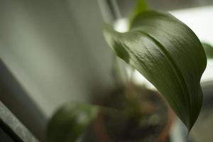 foglia verde di pianta d'appartamento. pianta della casa sulla finestra. foto