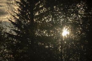 riflessi di luce sull'acqua. mattina nei boschi. foto