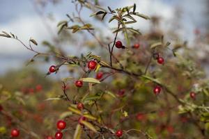 rosso frutti di bosco su cespuglio. autunno le foglie. colori di natura. foto