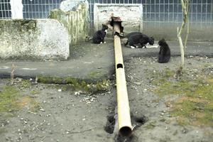 vagante gattini mangiare cibo. molte di gatti vicino Casa. foto