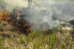 nero Fumo a partire dal fuoco. ardente di spazzatura. distruzione di natura. ambientale disastro. foto