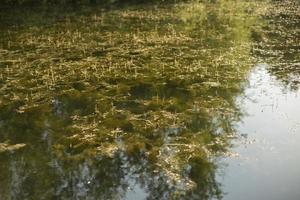 acqua nel stagno. riflessione nel acqua. lago nel parco. foto