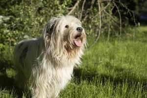 cane nel estate. lungo bianca cappotto. camminare con animale domestico nel parco. foto