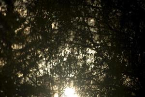 riflessi di luce sull'acqua. mattina nei boschi. foto