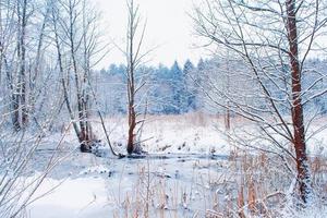 foresta invernale ghiacciata con alberi innevati. foto