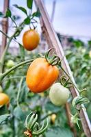fresco pomodori siamo cresciuto nel il piantagione. pomodori siamo pronto per essere raccolto nel il piantagione. fresco rosso pomodori nel il giardino. foto