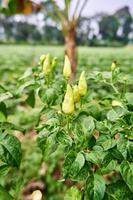 avvicinamento di fresco giallo peperoncini in crescita nel il giardino. pronto per raccogliere foto