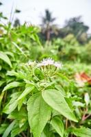 avvicinamento di asclepiade impianti in crescita selvaggio nel il giardino foto