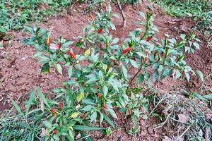 avvicinamento di fresco rosso peperoncini pronto per essere raccolto nel il piantagione foto