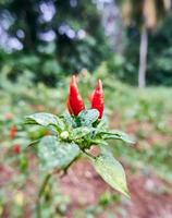 avvicinamento di fresco rosso peperoncini pronto per essere raccolto nel il piantagione foto