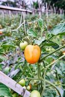 fresco pomodori siamo cresciuto nel il piantagione. pomodori siamo pronto per essere raccolto nel il piantagione. fresco rosso pomodori nel il giardino. foto